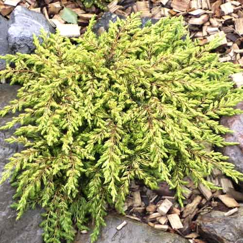 1 sadz, Jałowiec pospolity Goldschatz, С3 - Sadzonki: Ilość w opakowaniu: 1 sadz