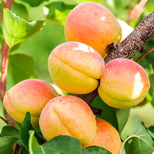 1 sadz, Morela Goldrich - Sadzonki: Ilość w opakowaniu: 1 sadz