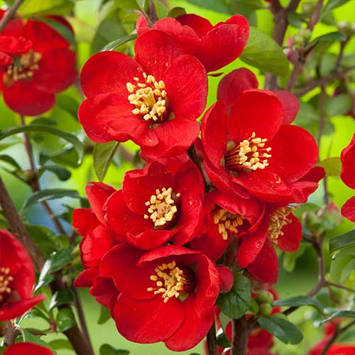 1 sadz, Pigwowiec pośredni Elly Mossel - Sadzonki: Ilość w opakowaniu: 1 sadz