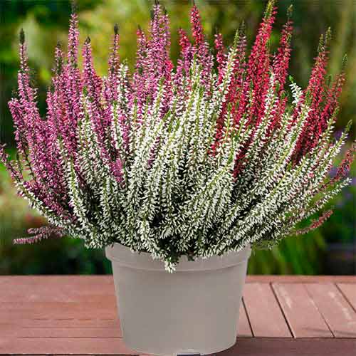 1 saz, Vřesovec Trio Girls Athene/Hilda/Zelda - : Monžstvo balíkov: 1 saz