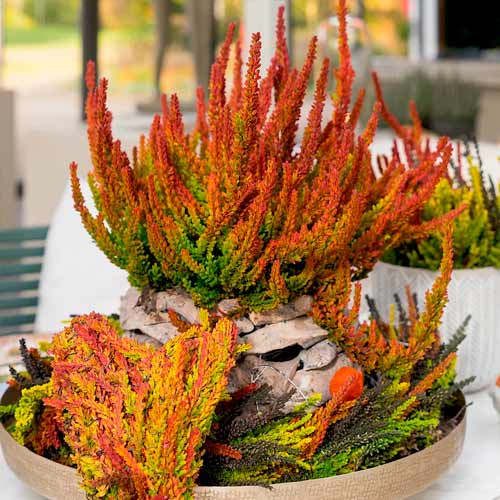 1 db, Közönséges hanga Twins Franca/Helena - Palánták: Mod de ambalare: 1 db