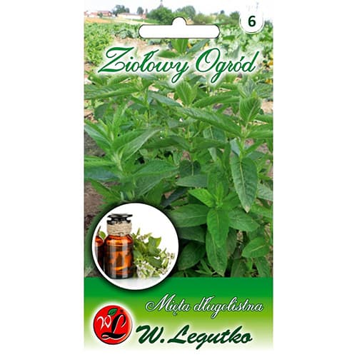 1 szt, Langblättrige Minze - Samen: Ilość w opakowaniu: 0.1 g
