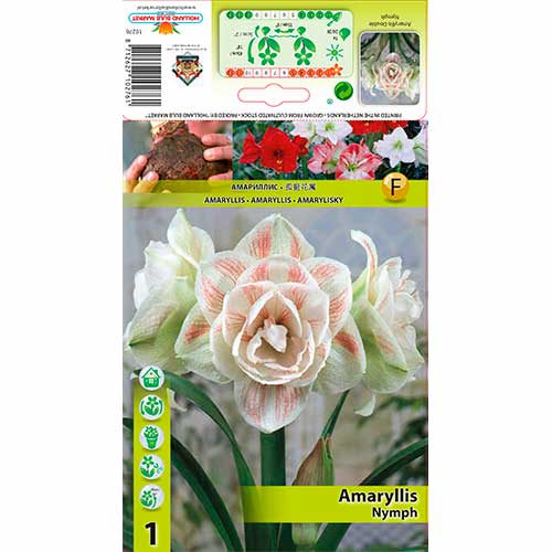 1 Stück, Amaryllis Nymph - Zwiebeln: Ilość w opakowaniu: 1 Stück