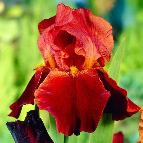 1 Stück, Bartiris (Iris) Sultan's Palace - Blumenzwiebeln: Ilość w opakowaniu: 1 Stück