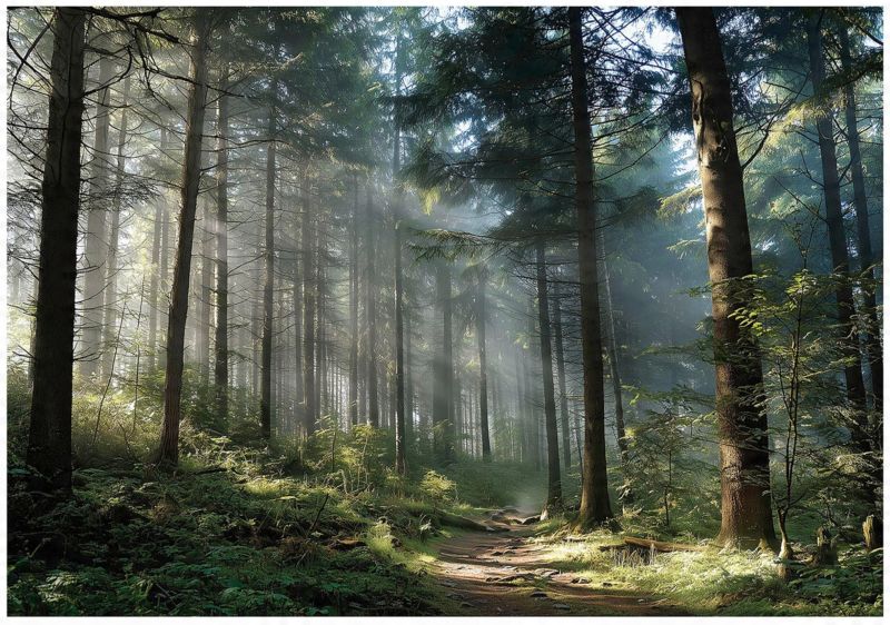 Fototapeta Las 3D Drzewa Natura Krajobraz WALLARENA 400x280 cm Tapeta Do Sypialni Salonu Kuchni 1 szt.