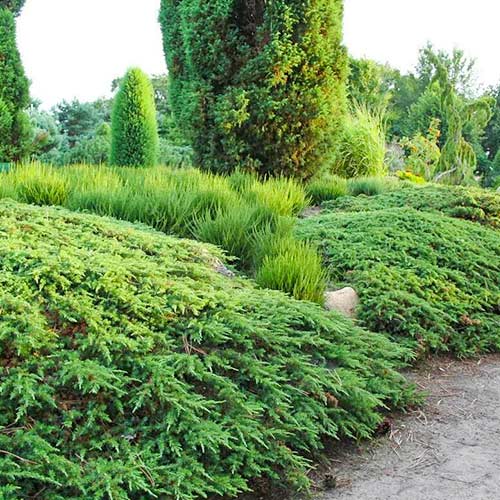 1 sadz, Jałowiec pospolity Green Carpet - Sadzonki: Ilość w opakowaniu: 1 sadz