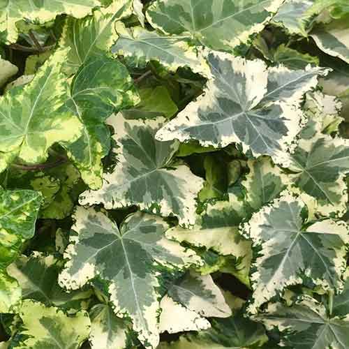 1 sadz, Bluszcz pospolity Kolibri - Sadzonki: Ilość w opakowaniu: 1 sadz