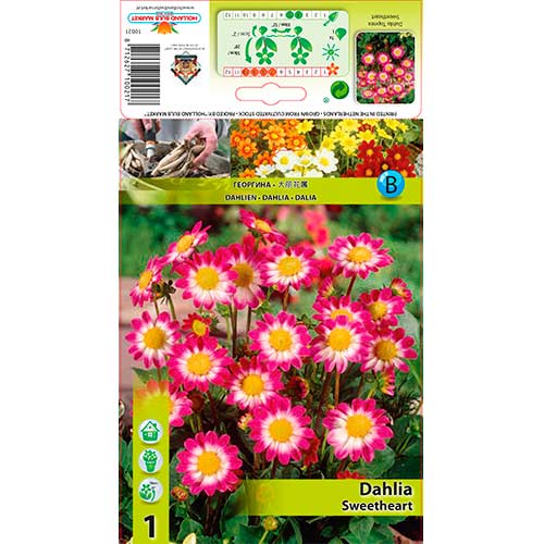 1 szt, Dalia Sweetheart - Byliny: Ilość w opakowaniu: 1 szt.