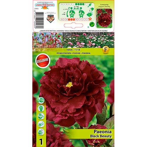 1 szt., Piwonia Black Beauty - Byliny: Ilość w opakowaniu: 1 szt.