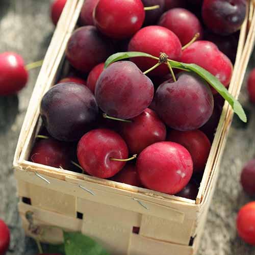 1 sadz, Śliwa wiśniowa Koromila - Sadzonki: Ilość w opakowaniu: 1 sadz