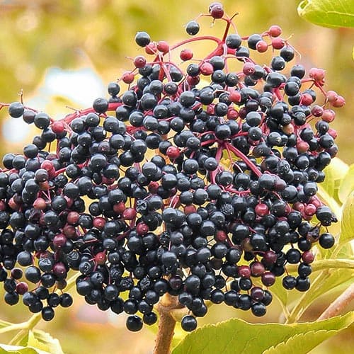 1 saz, Bez černý - : Monžstvo balíkov: 1 saz