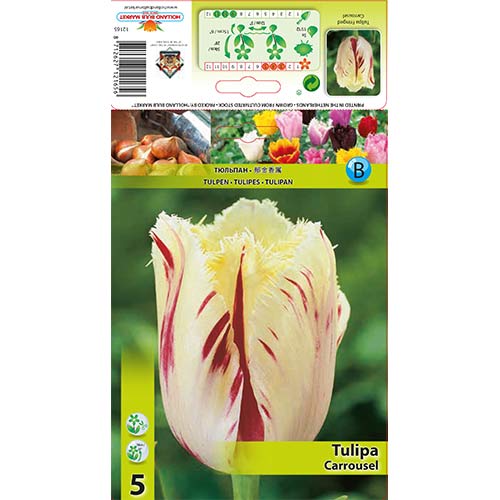 5 Stück, Tulpe Carrousel - Blumenzwiebeln: Ilość w opakowaniu: 5 Stück