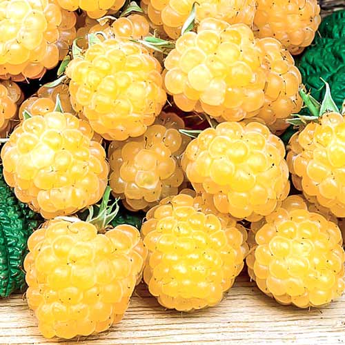 1 Pflanze(n), Himbeere Fall Gold - Setzlinge: Ilość w opakowaniu: 1 Pflanze(n)