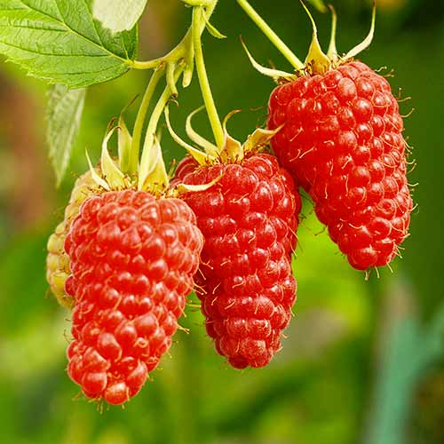 Amora - framboesa Tayberry Medana - Plântulas: Ilość w opakowaniu: 1 plant