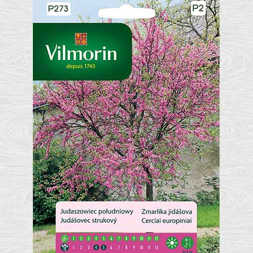 1 szt, Judaszowiec południowy - Nasiona: Ilość w opakowaniu: 1 g