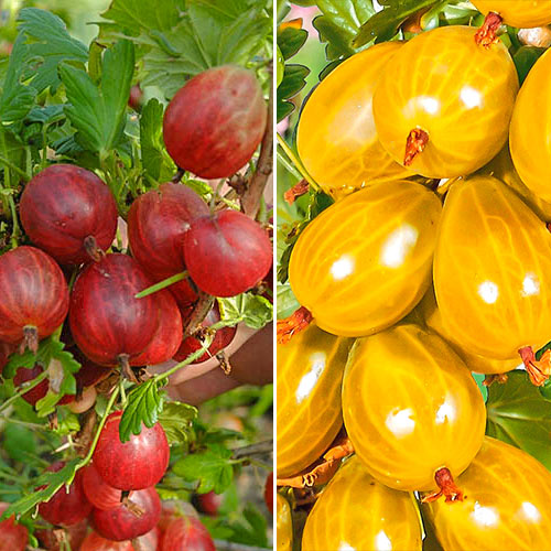 Super oferta! Agrest bezkolcowy, zestaw 2 odmian - Sadzonki: Ilość w opakowaniu: 2 sadz