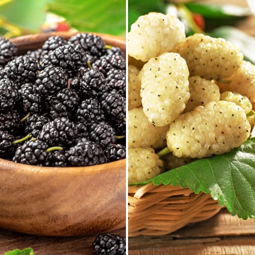 Super oferta! Zestaw Morw, 2 sadzonki - Sadzonki: Ilość w opakowaniu: 2 sadz - GradinaMax