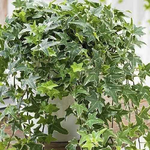 1 sadz, Bluszcz pospolity Mona Lisa - Sadzonki: Ilość w opakowaniu: 1 sadz