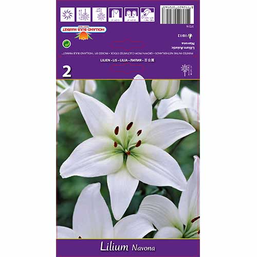 2 Stück, Lilie Navona - Blumenzwiebeln: Ilość w opakowaniu: 2 Stück