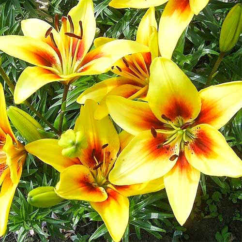 2 Stück, Lilie Grand Cru - Blumenzwiebeln: Ilość w opakowaniu: 2 Stück