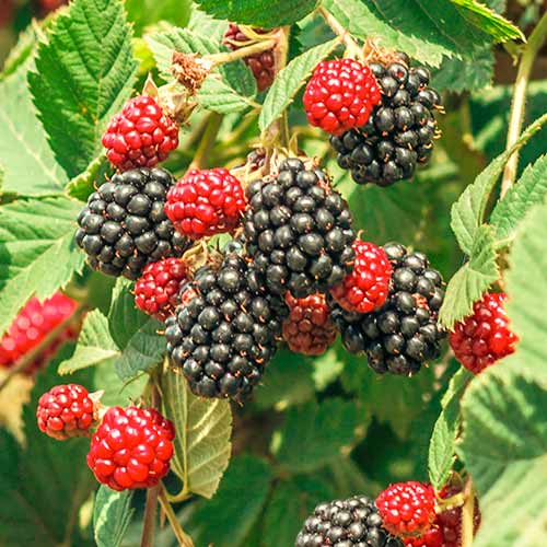 Zarzamora Loch Ness, Р9 - Plántulas: Ilość w opakowaniu: 1 plantas