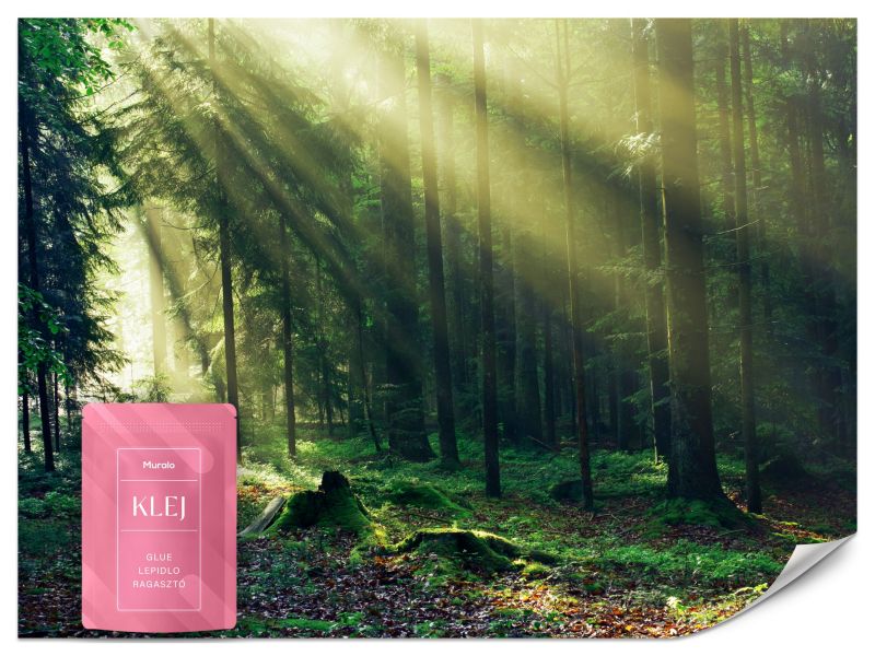 Fototapeta Muralo Las o Wschodzie Słońca 350x256 cm 1szt.