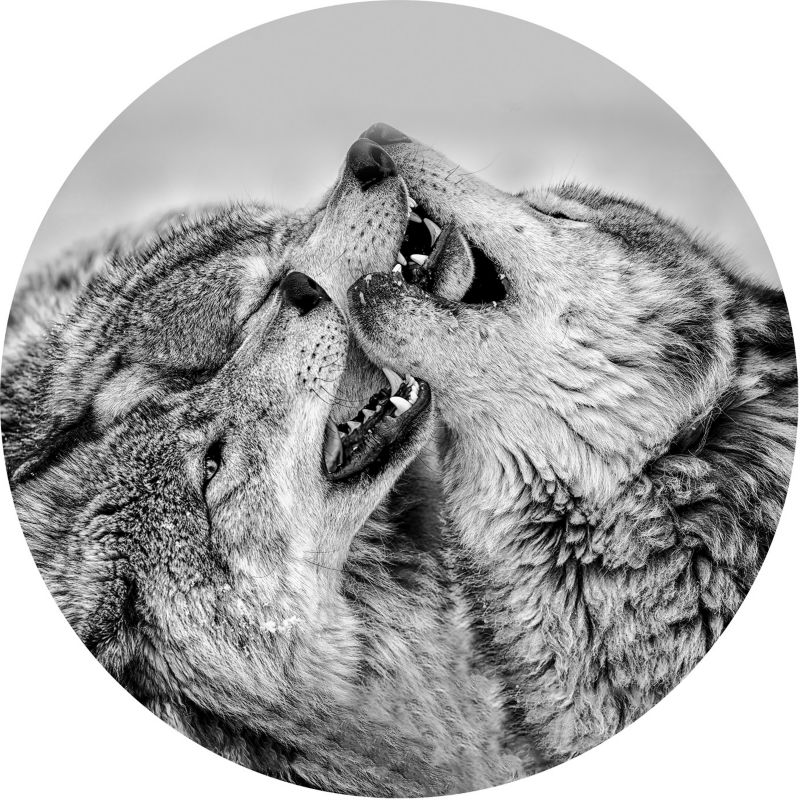 Obraz Glasspik koło Wolves fi 70 cm