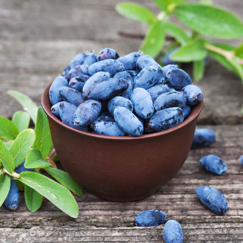 1 sadz, Jagoda kamczacka Aurora - Sadzonki: Ilość w opakowaniu: 1 sadz