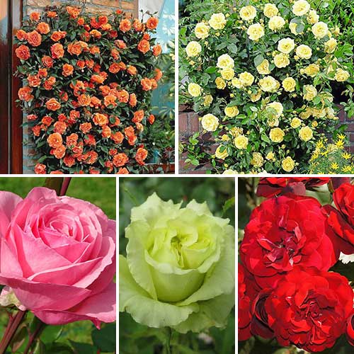 5 sadz, Super oferta! Zestaw róż Flower symphony, 5 sadzonek - Sadzonki: Ilość w opakowaniu: 5 sadz