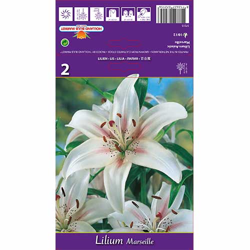 2 kus, Lilie Marseille - : Monžstvo balíkov: 2 kus