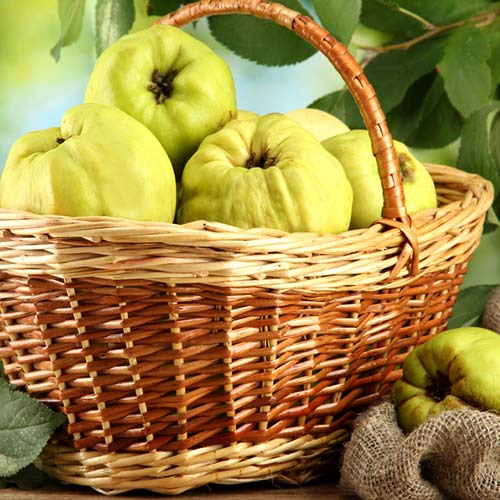 1 saz, Kdoule Smyrni - : Monžstvo balíkov: 1 saz