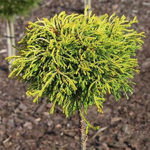 1 szt, Cypress Gitte, C4 - Palánták: Mod de ambalare: 1 db