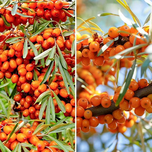 2 db, Hihetetlen ajánlat! Homoktövis, 2 fajtából álló készlet - Palánták: Mod de ambalare: 2 db