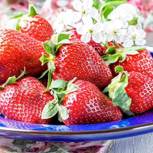 5 Setzling(e), Erdbeeren Korona - Setzlinge: Ilość w opakowaniu: 5 Setzling(e)