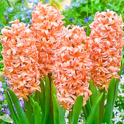 3 Stück, Hyazinthe Odysseus - Blumenzwiebeln: Ilość w opakowaniu: 3 Stück