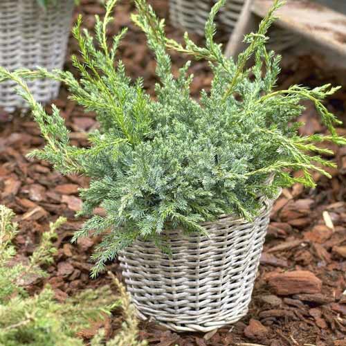 1 Pflanze(n), Wacholder Blue Carpet, Р9 - Setzlinge: Ilość w opakowaniu: 1 Pflanze(n)