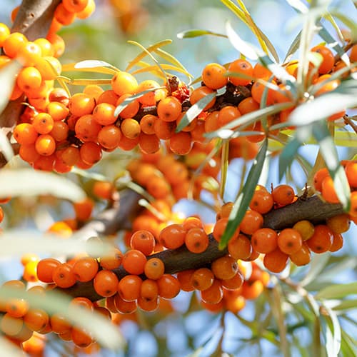 Espinheiro-marítimo Nivelana - Plântulas: Ilość w opakowaniu: 1 plant