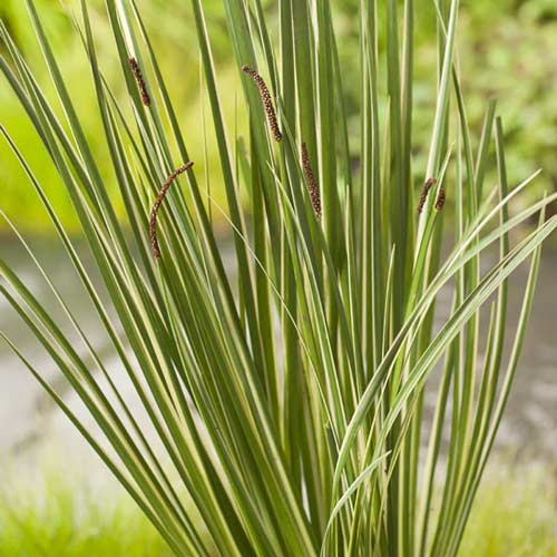 1 sadz, Tatarak - Sadzonki: Ilość w opakowaniu: 1 sadz