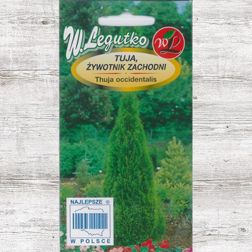 1 szt, Tuja (Żywotnik zachodni) Legutko - Nasiona: Ilość w opakowaniu: 0.1 g