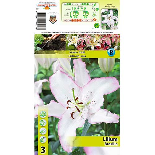 3 db, Liliom Brasilia - Hagymák: Mod de ambalare: 3 db