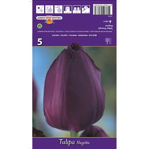 5 db, Tulipán Negrita - Hagymák: Mod de ambalare: 5 db