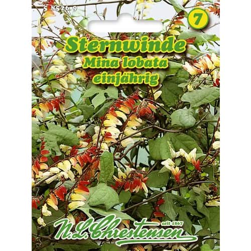 1 szt, Sternwinde Mina Lobata - Samen: Ilość w opakowaniu: 1 Stück