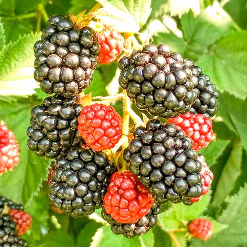 1 Pflanze(n), Brombeere Triple Crown - Setzlinge: Ilość w opakowaniu: 1 Pflanze(n)