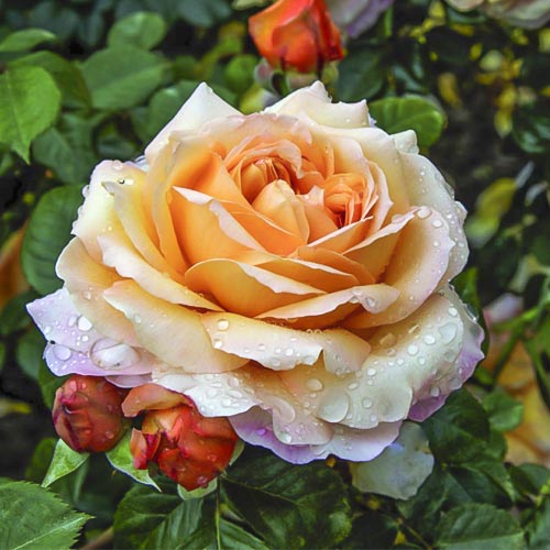 Rosa de flor grande Capri , C5 - Plântulas: Ilość w opakowaniu: 1 plant