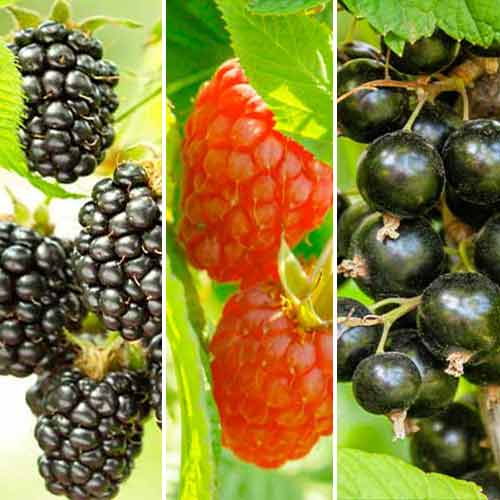 Dúo de arándanos, 3 plantas - Plántulas: Ilość w opakowaniu: 3 plantas