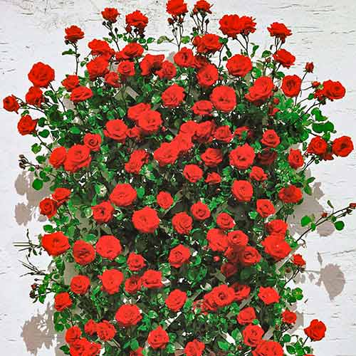 Rosa trepadora Mushimara, root ball - Plántulas: Ilość w opakowaniu: 1 plantas