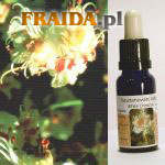 Kasztanowiec biały (zwyczajny) - Wyciszenie Mentalne