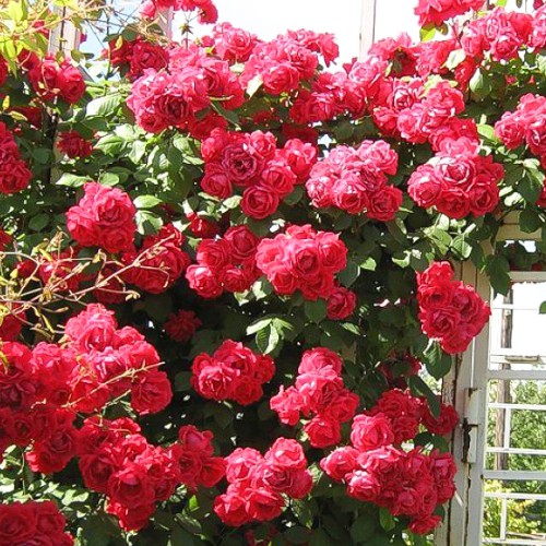 1 sadz, Róża (Rosa) pnąca Don Juan - Sadzonki: Ilość w opakowaniu: 1 sadz