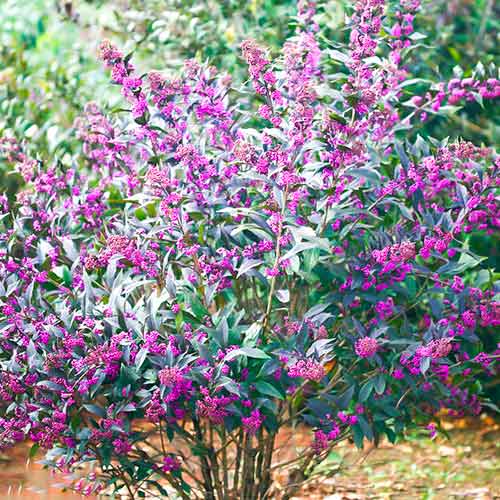 1 szt, Callicarpa Pearl Glam - Setzlinge: Ilość w opakowaniu: 1 szt