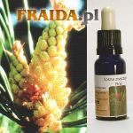 Sosna pospolita - Uwolnienie